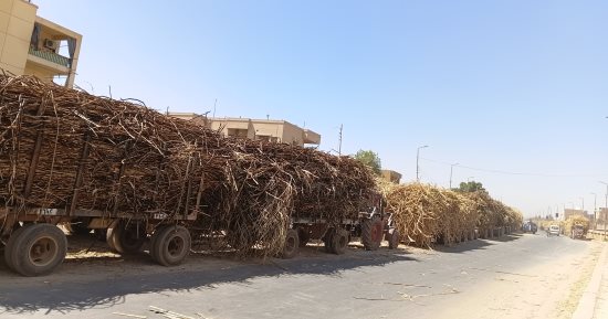 نهاية الموسم.. شاهد توريد محصول القصب فى أسوان