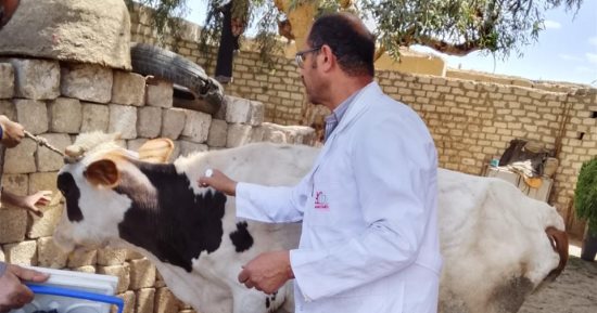الطب البيطرى بالأقصر تحصن 53492 رأسا ضد مرض الجلد العقدى وجدري الأغنام