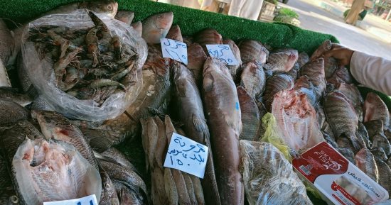كيلو البلطى بـ 75 جنيه.. أسعار الأسماك بالوادى الجديد اليوم الثلاثاء