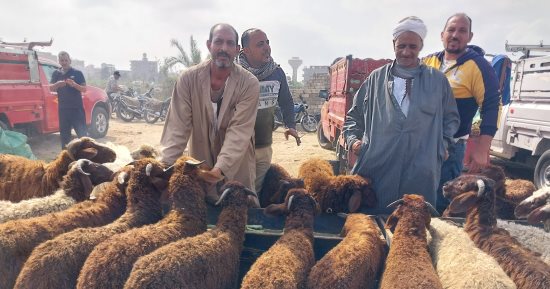 أهم أسئلة تلقتها دار الإفتاء المصرية عن شعيرة الأضحية.. ما شروط صحتها وحكم النيابة فى صكوكها؟.. وما الأفضل فى الأضحية من أنواع الأنعام؟.. وهذا حكم إعطاء جلودها للجزار على سبيل الأجر