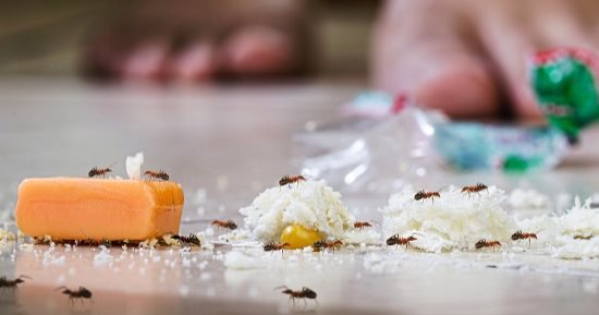 طرق طبيعية وآمنة للتخلص من النمل.. استعدى لأشهر مشكلة فى الصيف