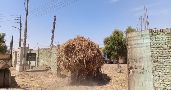فى ختام موسم التوريد.. القصب يتدفق على مصنع سكر إدفو بأسوان.. فيديو
