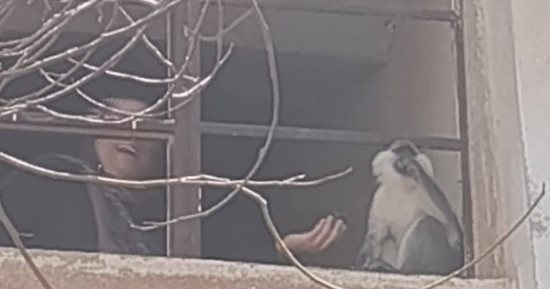 بيطرى المنوفية: الحماية المدنية تصل السادات للمساعدة فى إمساك القرد الهارب