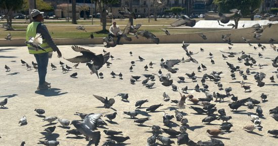أجواء مبهجة لتجمع مئات الحمام فى ساحة الحمام بـ محافظة بورسعيد.. فيديووصور