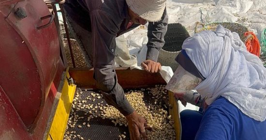 "حصاد الفول" يسعد المواطنين.. والأردب يبدأ من 4800 جنيه في الدقهلية