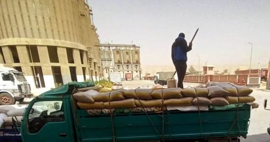 يا حلوة ضمّي الغلة.. انطلاق موسم حصاد وتوريد القمح في سوهاج