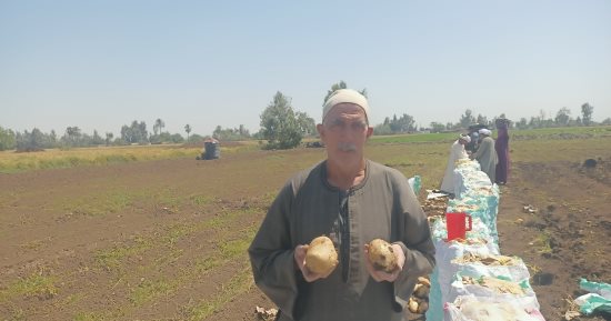 خير بلدنا.. حصاد محصول البطاطس فى المنوفية.. فيديو