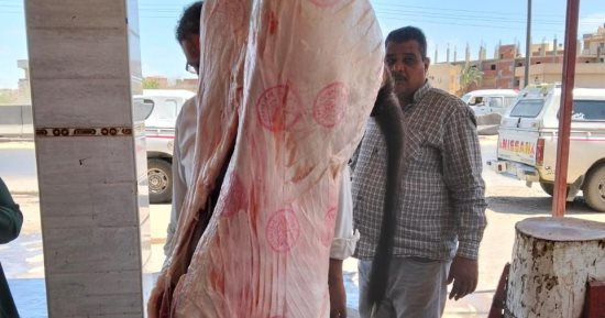 ‎حملة مكبرة تضبط كميات من البتلو وذبح خارج المجازر في البحيرة