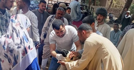 بيطري سوهاج يسلم 850 رأس أغنام للمستفيدين بقرى أخميم والمراغة وطهطا وساقلتة