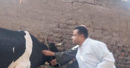 بيطرى قنا ينجح فى تحصين 91413 رأسا من الحيوانات ضد الجلد العقدى وجدرى الأغنام