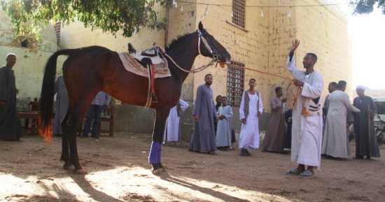 عيد شعبى فى ليلة المرماح بجزيرة المنصورية بأسوان.. صور
