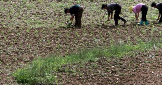 كوريا الشمالية تواجه جفافًا غير مسبوق يهدد الأمن الغذائى