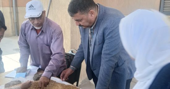 توريد ما يقرب من 24 ألف طن قمح منذ بدء الموسم بالمنوفية