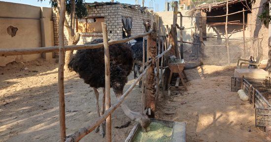 بيزنس النعام بالشرقية من البيضة لصينية الكفتة واللحمة.. فيديو