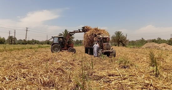 أطنان السكر بمصانع كوم أمبو وإدفو بفضل سواعد مزارعي القصب بأسوان