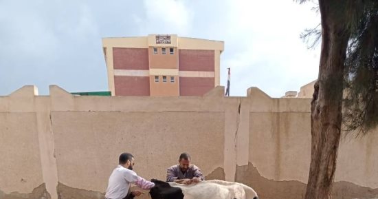 بيطرى كفر الشيخ: علاج وتشخيص وتلقيح اصطناعى لـ7 آلاف و141 رأس ماشية