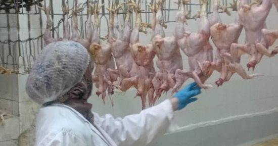 محافظ الجيزة: تشديد الرقابة البيطرية لضمان سلامة الغذاء