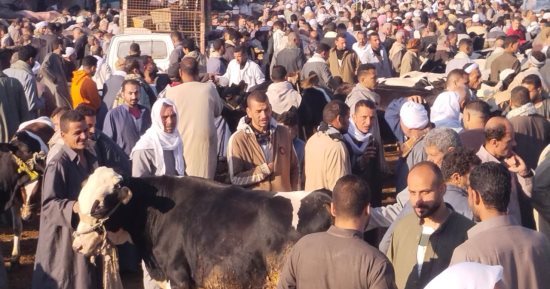 زحام في سوق المواشي ببنها قبل عيد الأضحى.. تنوع فى المعروض من الأبقار والجاموس والجمال يتيح فرصة ذهبية للمضحين.. وأضخم عجل يبهر الجميع والكل يلتف حوله.. والقائم على السوق: تنظيم سوق إضافى قبل العيد.. فيديو