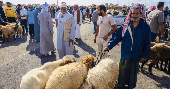 أسعار الأضاحى بسوق الإثنين بالجوره فى الشيخ زويد مع اقتراب عيد الأضحى