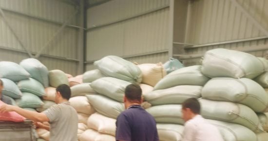 توريد 53,758 طن قمح بأسيوط منذ بدء الموسم وحصاد 45 ألف فدان
