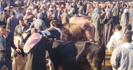 ما أفضل وقت لذبح الأضحية؟. دار الإفتاء تجيب