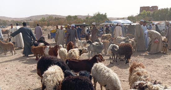 اختار أضحيتك.. جولة فى سوق الأغنام والخراف بقرية الكاجوج في أسوان (فيديو)