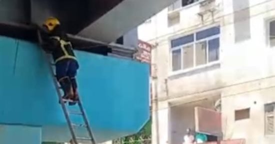 بلاغ من فتاة ينقذ قطة محتجزة أعلى كوبري نجع حمادي بقنا