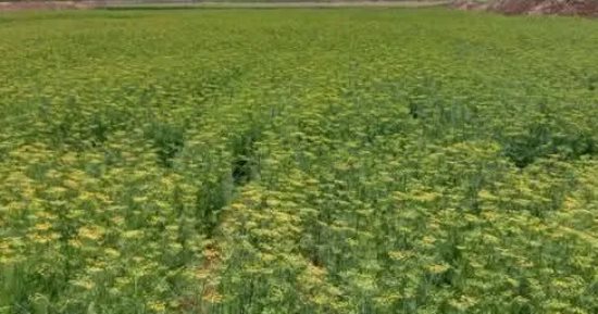 الكنوز الخضراء مشروعات الربح المتزايد.. نجاح زراعات النباتات الطبية والعطرية الجوجوبا والكمون والمورينجا على رأس القائمة.. مواصفات خاصة للتصدير وأكثر من 50 ألف فدان مخصصة لدعم القطاع الزراعى "صور"