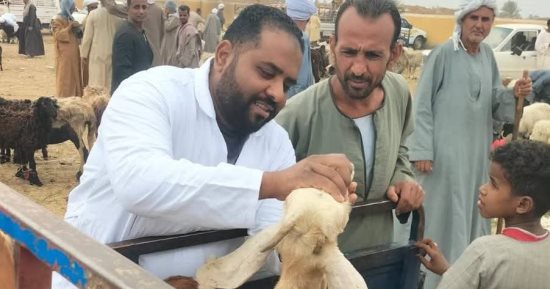تحصين 19 ألف رأس ماشية ضمن الحملة القومية البيطرية بأسوان.. صور