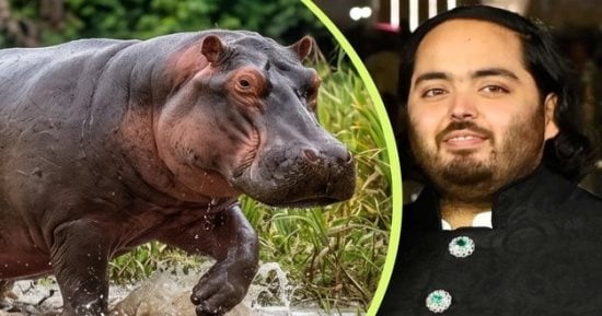 ثرى هندى يرصد 3 ملايين دولار للحصول على حيوانات بابلو اسكوبار المفضلة