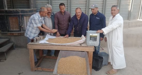 تموين المنوفية: توريد القمح منتظم واستلام 10 آلاف و50 طنا حتى الآن