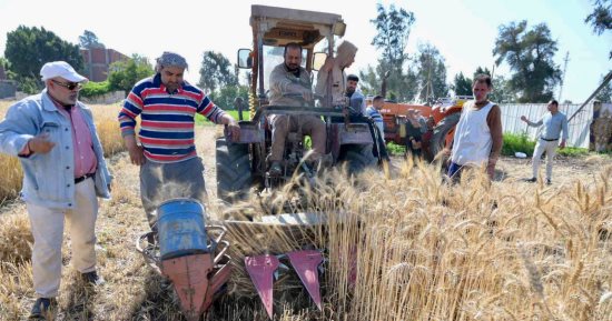 فرحة الفلاح المصري بموسم حصاد القمح فى الغربية.. المزارعون: موسم خير للجميع وننتظره كل عام.. والمحافظ: المساحة المنزرعة بمحصول القمح هذا الموسم بلغت نحو 137657 فدانًا.. ويؤكد: أحد أهم المحاصيل الاستراتيجية..صور