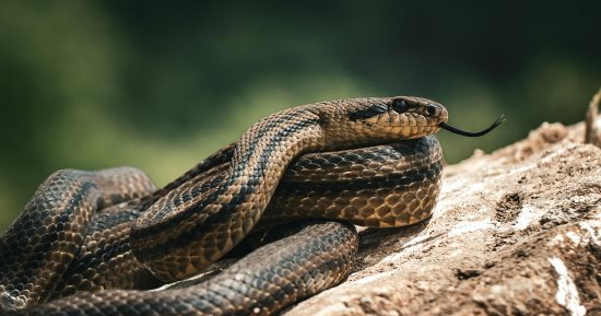 إصابة شخص بلدغة ثعبان أثناء عمله فى محصول الأرز بمنيا القمح