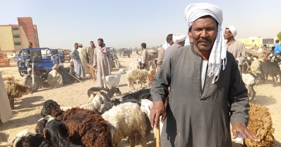 الحق اشتري الأضحية.. زحام في سوق الإثنين للأغنام بأسوان.. فيديو