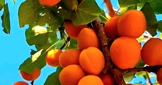 أحلى من العسل وتؤكل ببذرها ويتم بيعها قبل جمعها من على الشجر.. بشاير موسم مشمش الداخلة البلدى أشهر فاكهة فى الوادى الجديد وأسرعها نفاذا لزيادة الطلب عليها.. والفرافرة تحتل المرتبة الثانية فى جودة المنتج.. صور