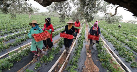 فرحة الحصاد.. أجواء مبهجة خلال جمع الفراولة فى تونس
