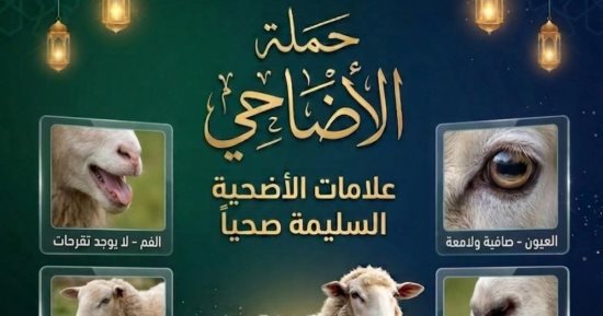 6 علامات تدل على سلامة الأضحية.. "بيطرى دمياط" توضحها