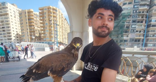 عصام يهوى تربية الطيور الجارحة.. يتجول بـ"عقاب" على كورنيش الإسكندرية.. فيديو