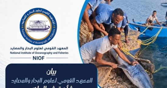 المعهد القومي لعلوم البحار والمصايد ينتقد ما تعرض له قرش القصير: غير علمى