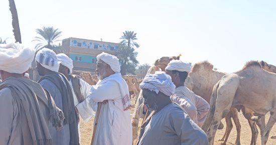 من سوق الجمال بأسوان.. تعرف على أسعار الأضاحى هذا العام.. فيديو وصور