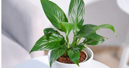 6 نباتات منزلية يوصى بها خبراء الديكور.. تلطف الجو وتزيد جمال بيتك