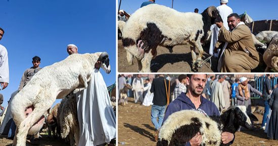 اعرف حركة البيع والشراء وأسعار الأضاحى بسوق مزغونة للأغنام