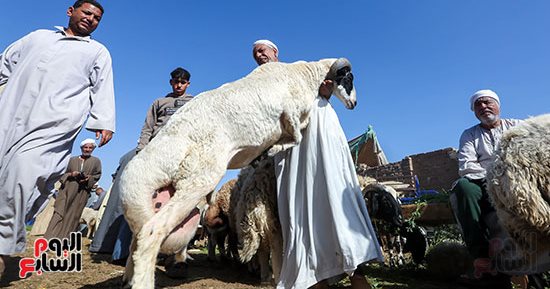 قبل عيد الأضحى.. انتعاش حركة أسواق الضأن بالجيزة