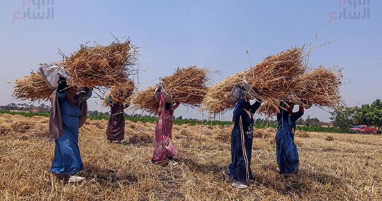 الدهب الأصفر نور الغيطان.. حصاد محصول القمح فى الجيزة
