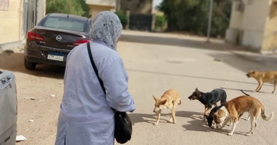 ضوابط وضعها قانون حيازة الحيوانات للترخيص والقيد بالسجل