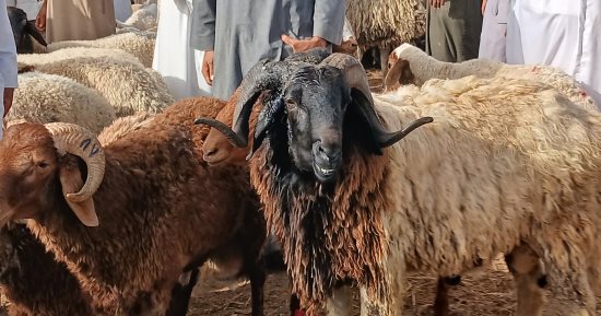 دار الإفتاء: تقسيم الأضحية إلى ثلاثة أثلاث يعزز الروابط الاجتماعية ويُحيي السنة