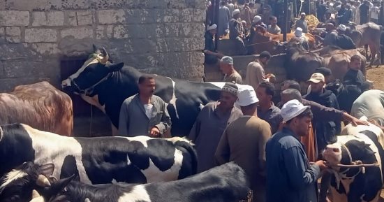 وزنه 920 كيلو.. شاهد أكبر عجل في سوق مواشى كفر الشيخ