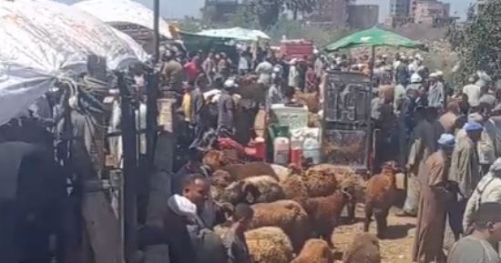 إقبال كثيف على شراء الأضاحى بكفر الشيخ واستقرار نسبى فى الأسعار.. فيديو
