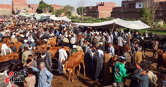 زحام شديد فى أسواق الماشية قبل أيام من عيد الأضحى