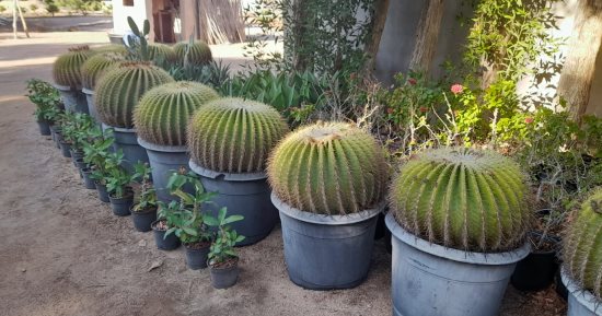 مزرعة صبار بقرية الجبيل فى طور سيناء تضم 250 نوعا وتخدم القطاع السياحى.. صور وفيديو